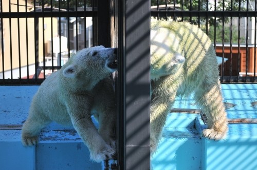 9月15日~おびひろ動物園・イコロ&アイラ~14時台続き