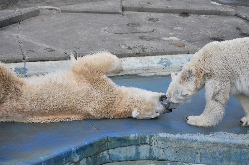 ９月２４日～釧路市動物園・ツヨシ＆ユキオ