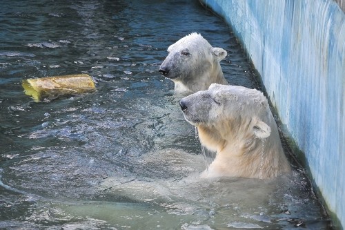 ９月２３日～釧路市動物園・ツヨシ＆ユキオ