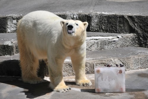 8月23日~浜松市動物園・キロル~10時台