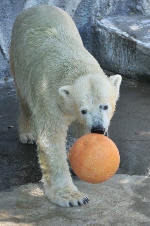 8月23日~浜松市動物園・キロル~11時台