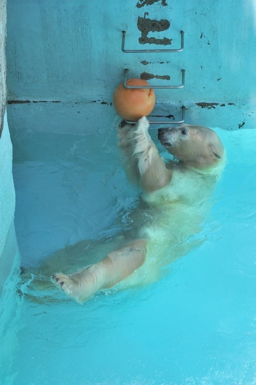 8月23日~浜松市動物園・キロル~11時台から12時台
