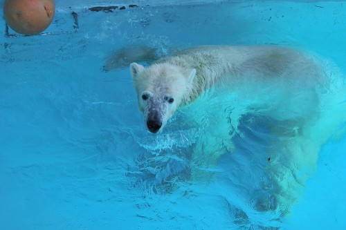 8月23日~浜松市動物園・キロル~13時台から閉園まで