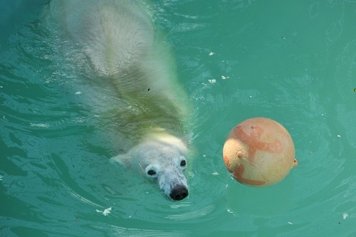 9月14日~おびひろ動物園・イコロ&アイラ~9時台