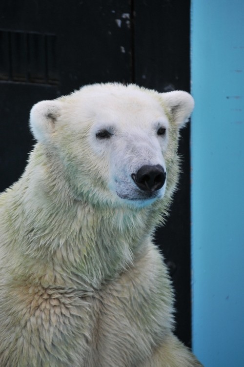 9月14日~おびひろ動物園・イコロ&アイラ~13時台から14時台