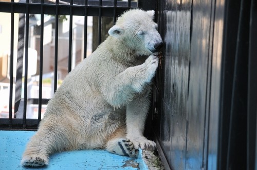 9月14日~おびひろ動物園・イコロ&アイラ~14時台から閉園まで