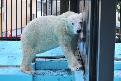 9月13日~おびひろ動物園・イコロ&アイラ~開園から10時台