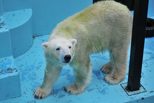 9月13日~おびひろ動物園・イコロ&アイラ~10時台から11時台