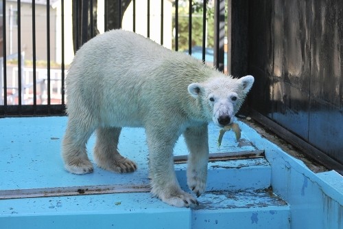 9月13日~おびひろ動物園・イコロ&アイラ~15時台から閉園まで