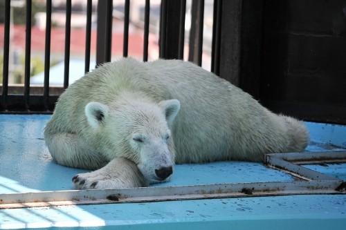9月12日~おびひろ動物園・イコロ&アイラ~12時台から14時台