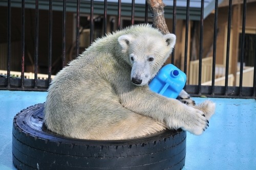9月12日~おびひろ動物園・イコロ&アイラ~15時台続き