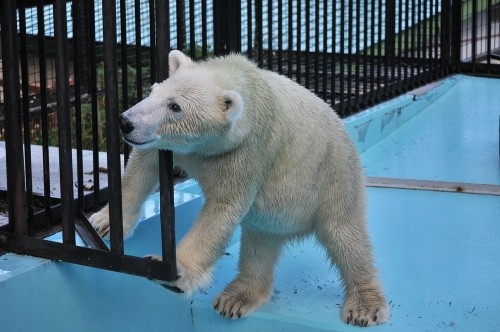9月12日~おびひろ動物園・イコロ&アイラ~15時台から閉園まで