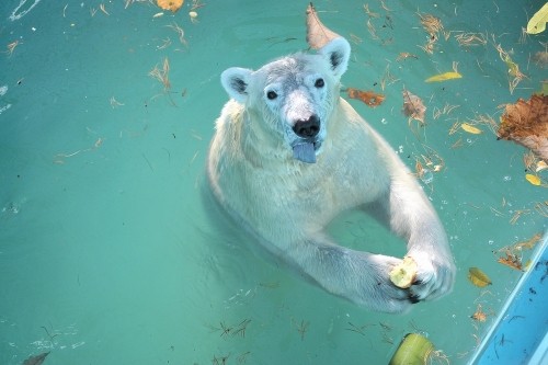 11月4日~おびひろ動物園・イコロ&アイラ~開園から11時台