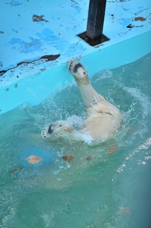 11月4日~おびひろ動物園・イコロ&アイラ~11時台から13時台