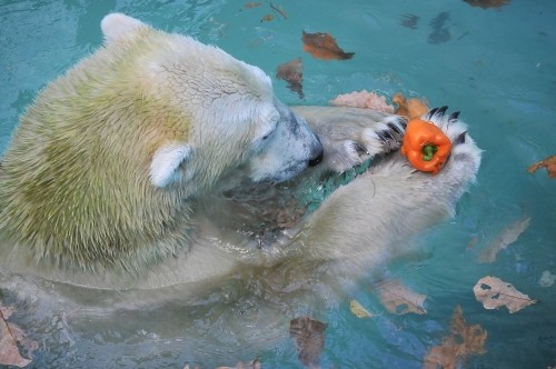 11月4日~おびひろ動物園・イコロ&アイラ~13時台から14時台