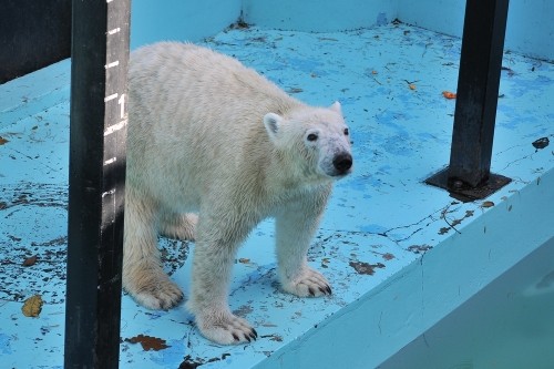 11月4日~おびひろ動物園・イコロ&アイラ~14時台から15時台