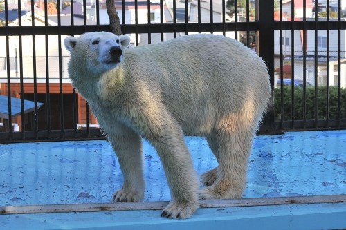 11月4日~おびひろ動物園・イコロ&アイラ~15時台から閉園まで