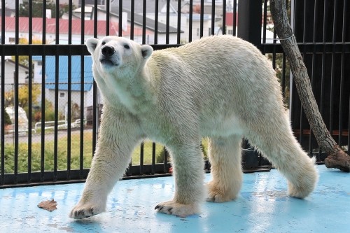 11月3日~おびひろ動物園・イコロ&アイラ~10時から11時台