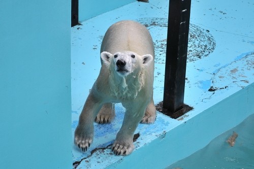 11月3日~おびひろ動物園・イコロ&アイラ~11時台から13時台