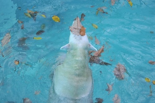 11月3日~おびひろ動物園・イコロ&アイラ~14時台
