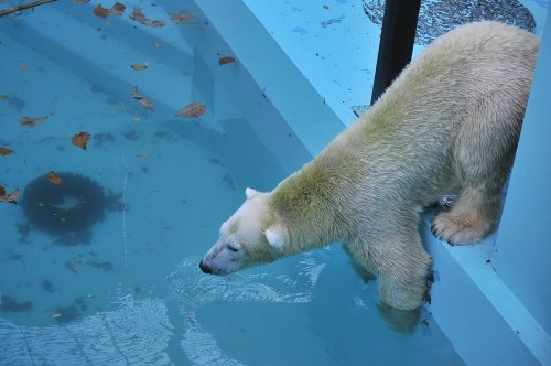 11月3日~おびひろ動物園・イコロ&アイラ~14時台から15時台