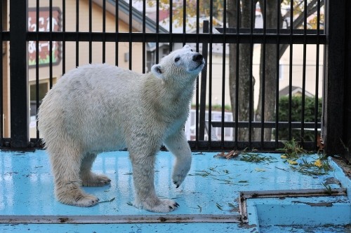 11月3日~おびひろ動物園・イコロ&アイラ~15時台から閉園まで