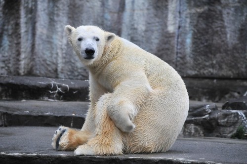 11月26日~浜松市動物園・キロル~開園から12時台