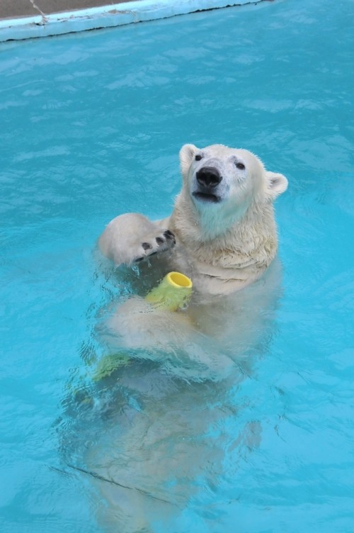 11月26日~浜松市動物園・キロル~12時台から閉園まで