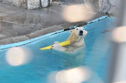 11月25日~浜松市動物園・キロル~開園から11時台