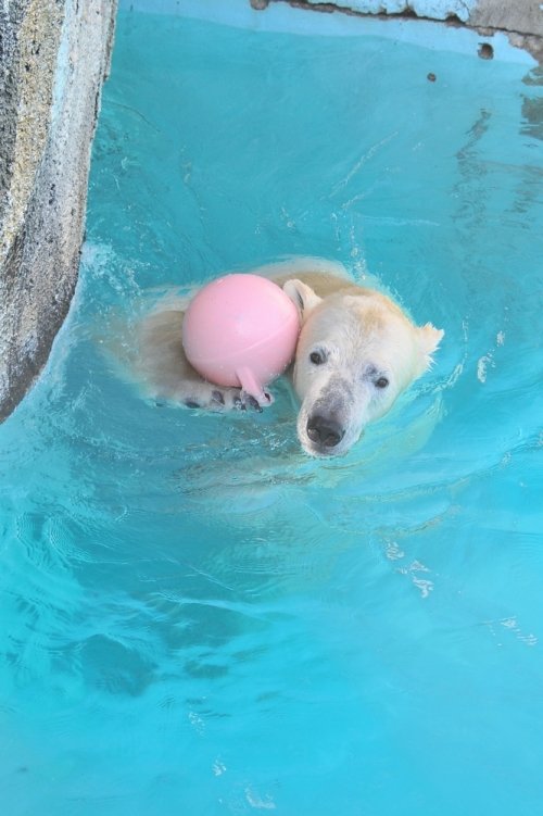11月25日~浜松市動物園・キロル~11時台から12時台
