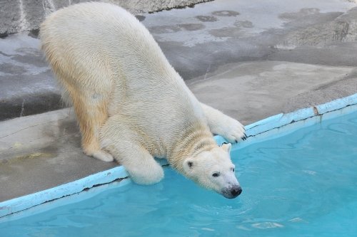 11月25日~浜松市動物園・キロル~15時台から閉園まで