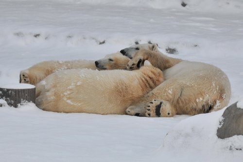 １２月１５日～一昨日のララ＆ポロマル