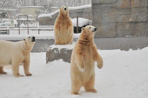 １月２日～昨日のララ＆ポロマル