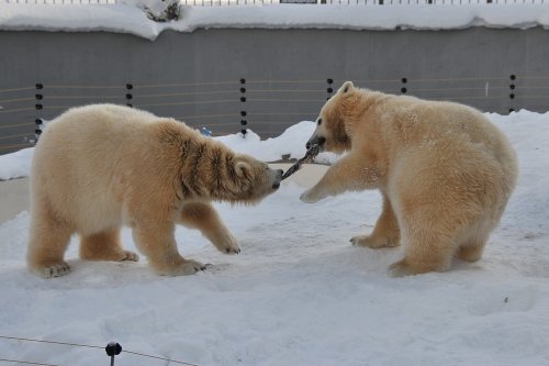 １月４日～昨日のララ＆ポロマル