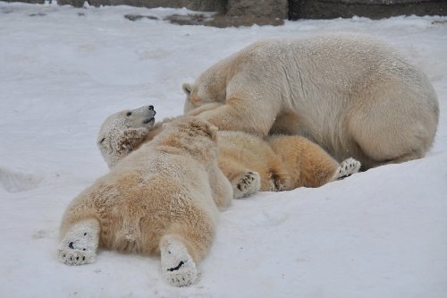 １月１１日～昨日のララ＆ポロマル