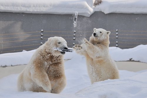 １月１３日～昨日のララ＆ポロマル