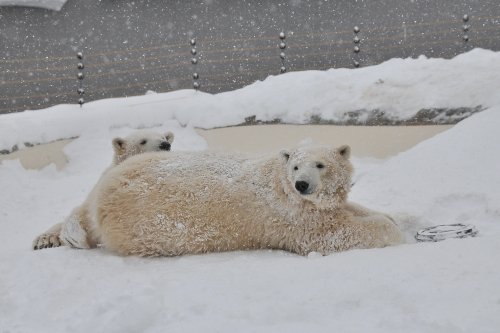 １月１３日～円山動物園・ララ＆ポロマル～続き？