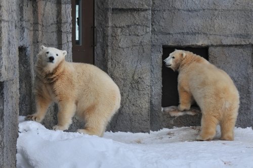 １月１８日～円山動物園・ララ＆ポロマル～その２