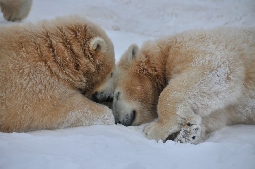 １月１８日～円山動物園・ララ＆ポロマル～その３