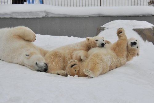 ２月１日～円山動物園・ララ＆ポロマル～１１時台から１４時台