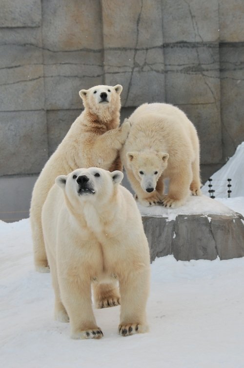 ２月１日～円山動物園・ララ＆ポロマル～１４時台から閉園まで