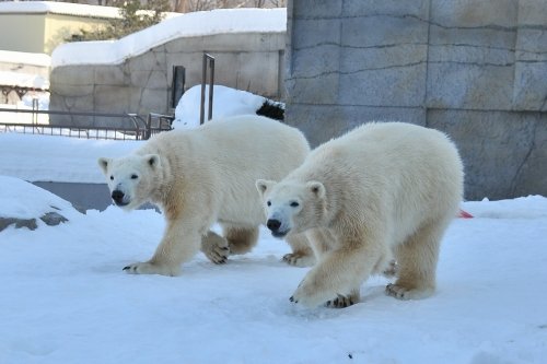 ２月２４日～昨日のララ＆ポロマル