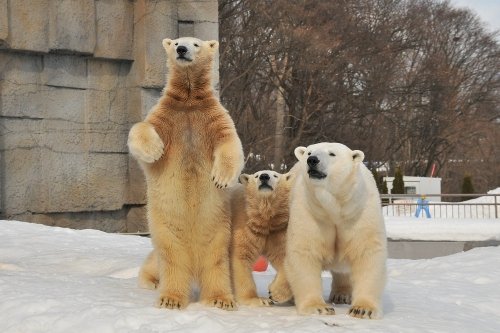 ３月１日～円山動物園・ララとポロロとマルル