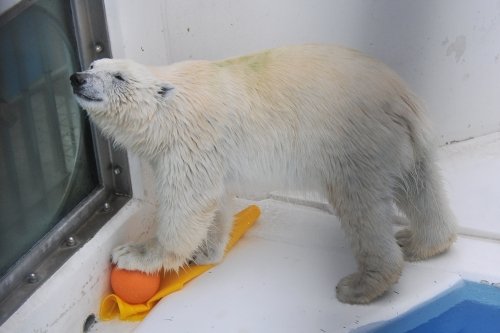 ６月２３日～熊本市動植物園・マルル～開園から１２時台まで