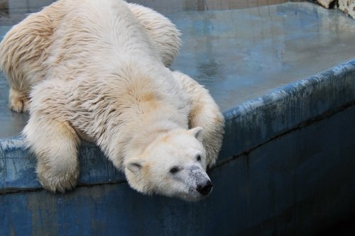 ７月１９日～釧路市動物園・ツヨシ＆ミルク～１３時台から１６時まで