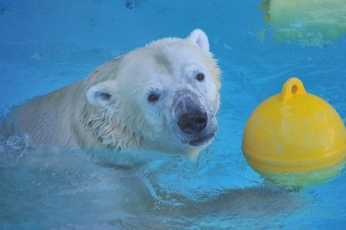 ８月２１日～浜松市動物園・キロル～１４時台から閉園まで