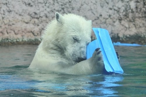 ９月２０日～とくしま動物園・ポロロ～開園から１１時台まで