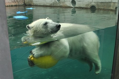 ９月２０日～とくしま動物園・ポロロ～１４時から閉園まで