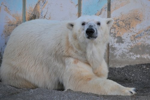 １１月１５日～釧路市動物園・ツヨシ＆ミルク