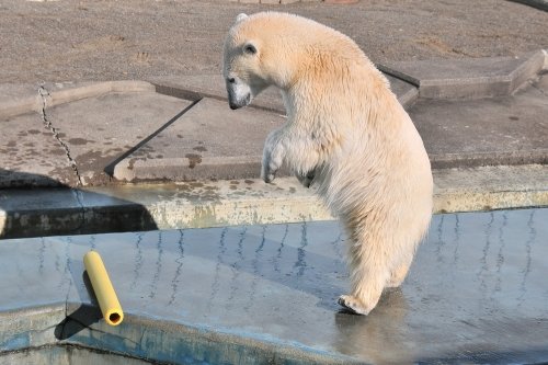 １１月１４日～釧路市動物園・ツヨシ＆ミルク